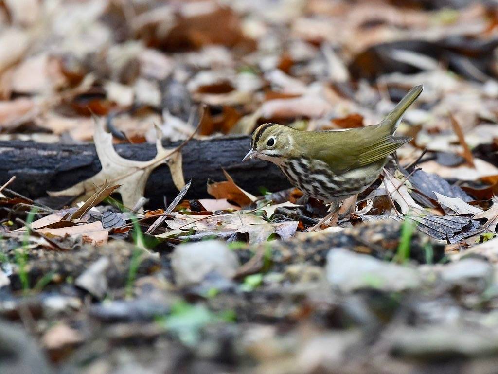 Ovenbird by Wildreturn is licensed under CC BY 2.0